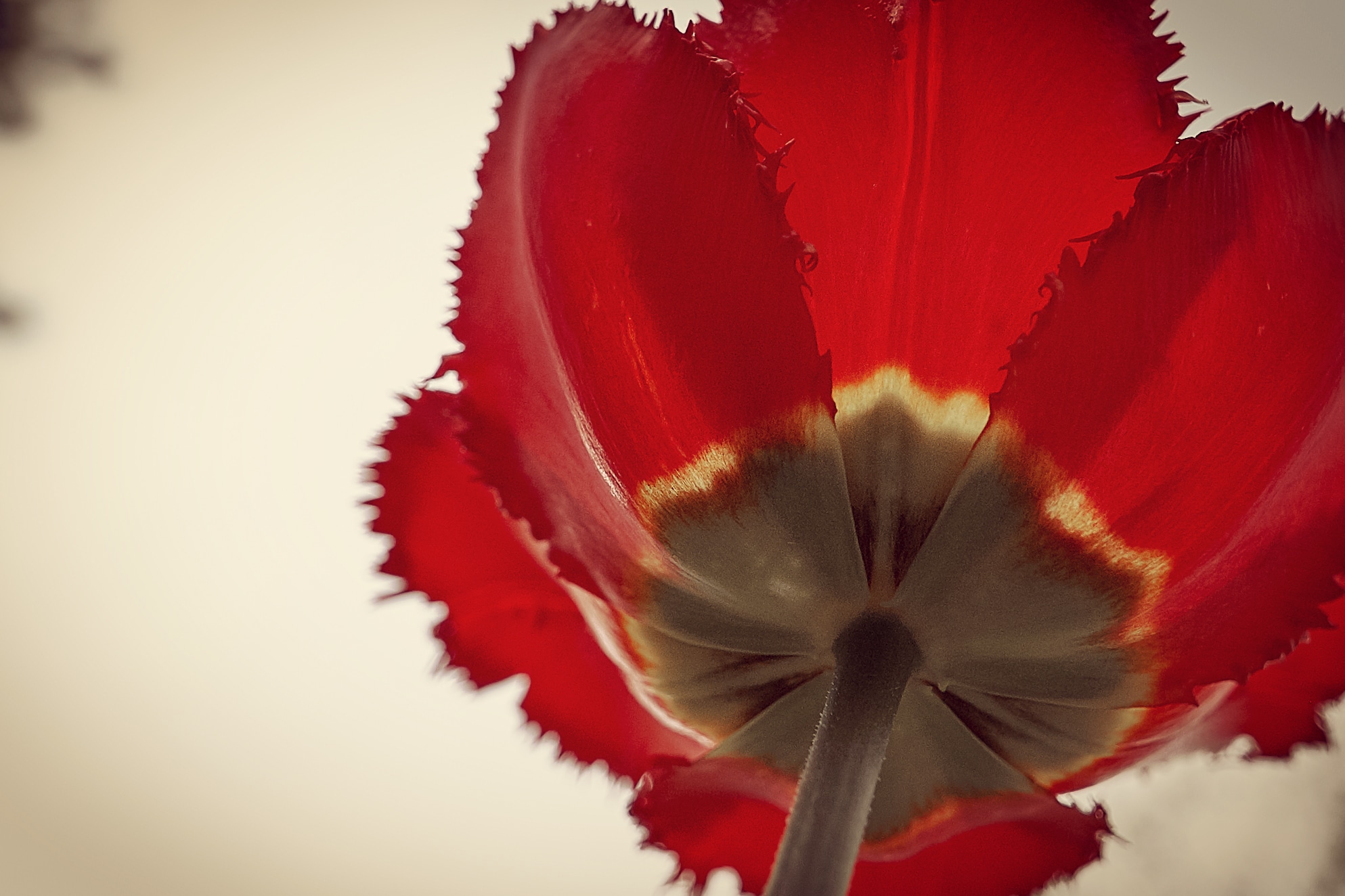 Poppy | Мак