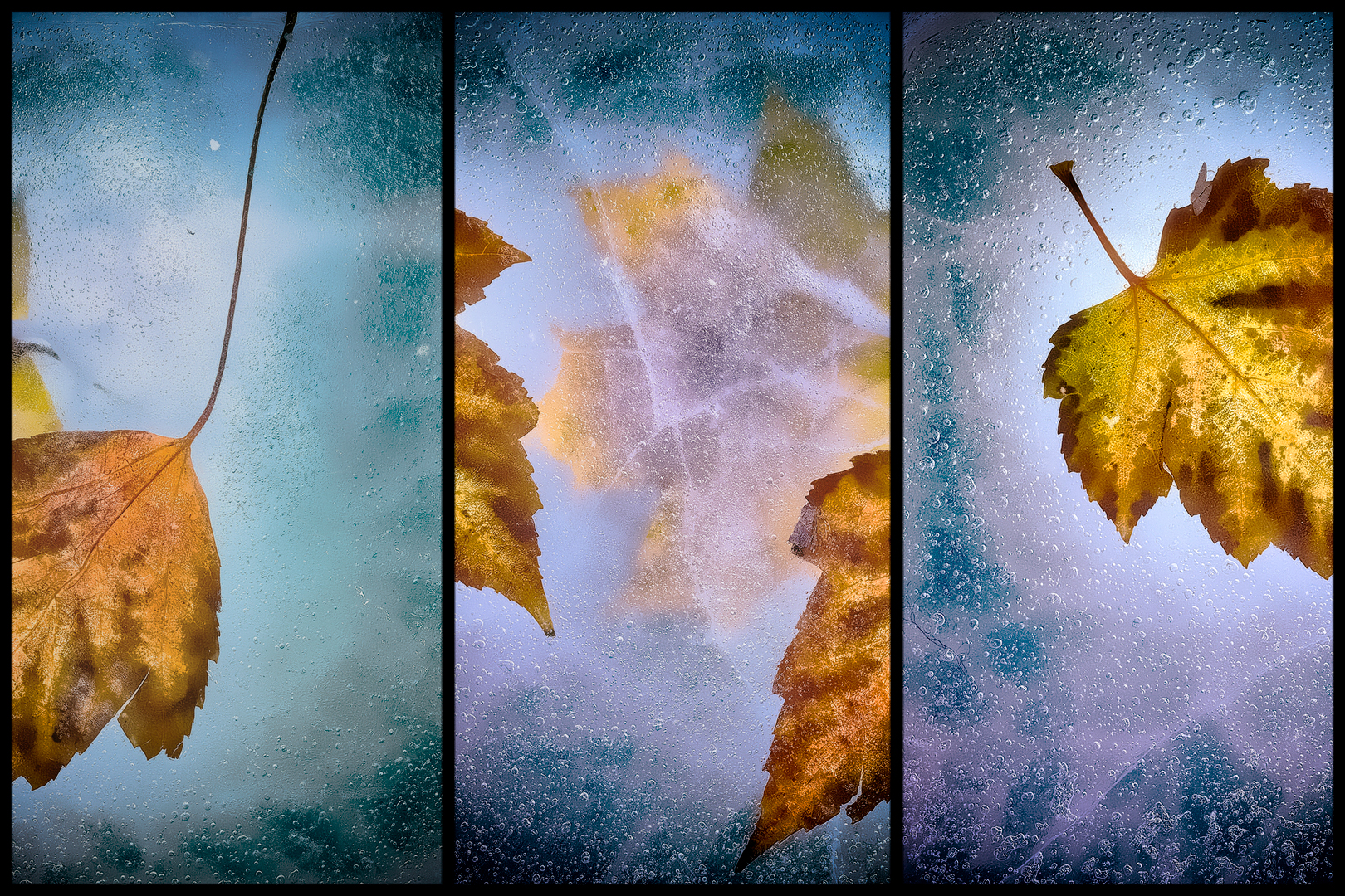 Leaves | Листья