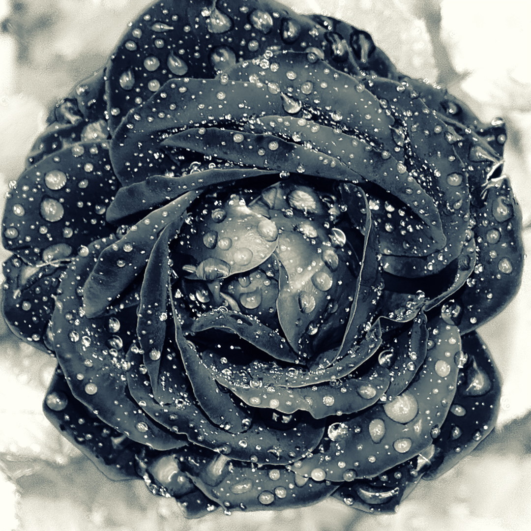 Black rose | Черная роза